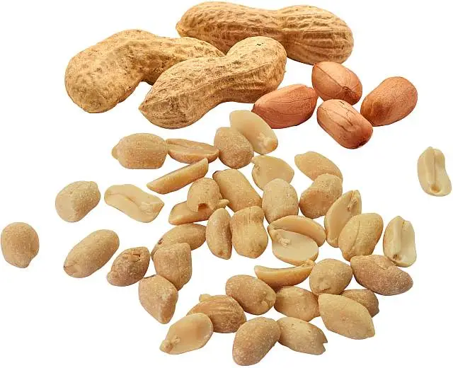 HELLMA Erdnüsse 100 x 25g | CaterPoint.de